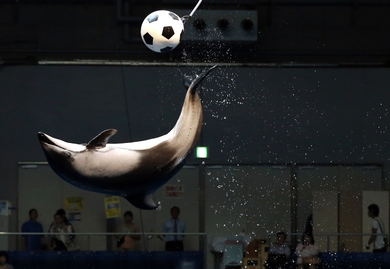 Image: A dolphin jumps out of the water to knock a soccer ball in the air as part of an event in support of Japan's national soccer team at the 2014 World Cup during a show at Shinagawa Aqua Stadium aquarium in Tokyo