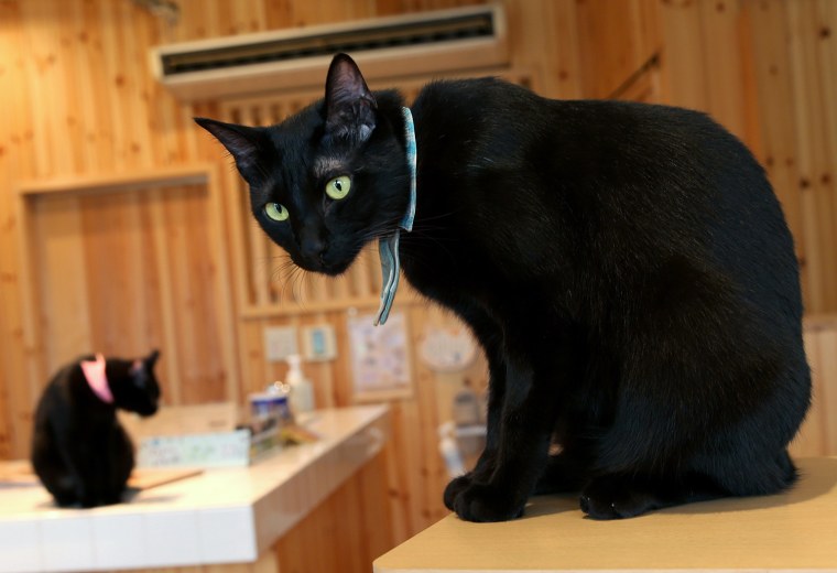 Image: Japan's Black Cats Only Cat Cafe