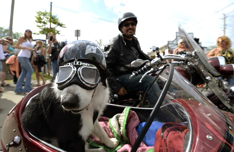 Image: Cosentini and his dog named Panada prepare to ride off during the Friday the 13th biker rally in Port Dover