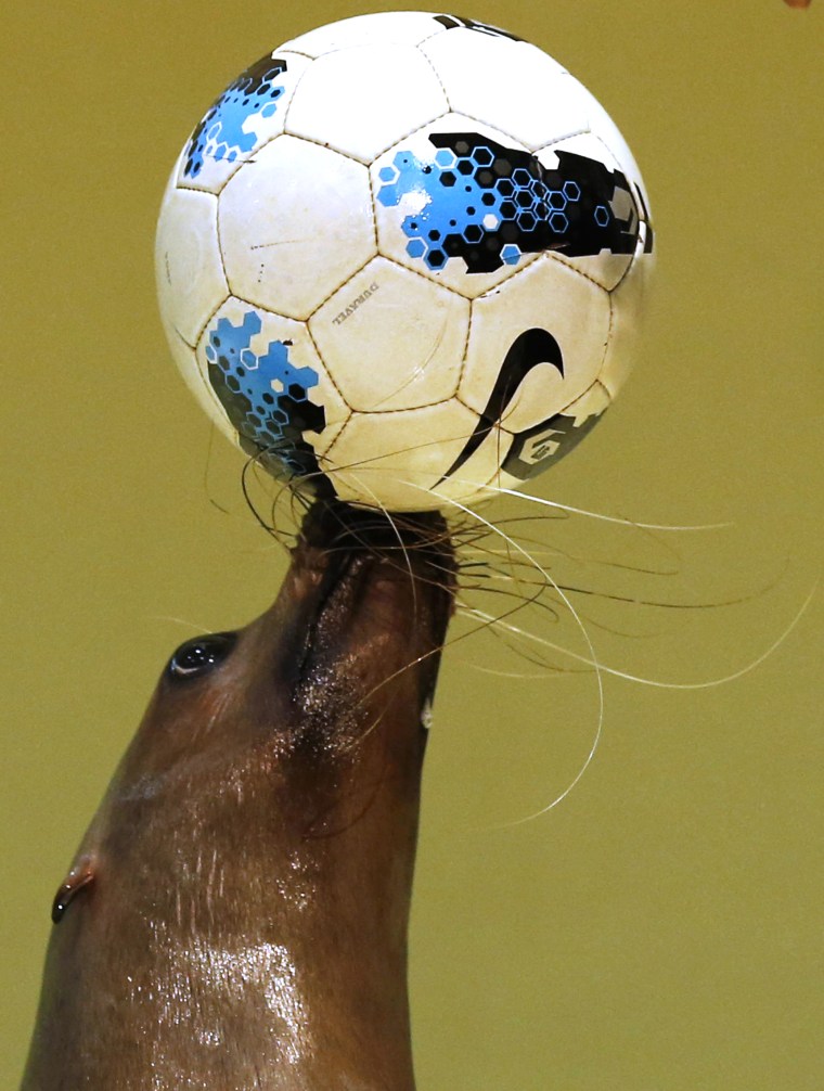 Image: Twenty-one-year-old female seal Sarasa balances a ball during a new show in support of the national football team for the upcoming the 2014 World Cup soccer tournament, at the Shinagawa Aqua Stadium aquarium in Tokyo