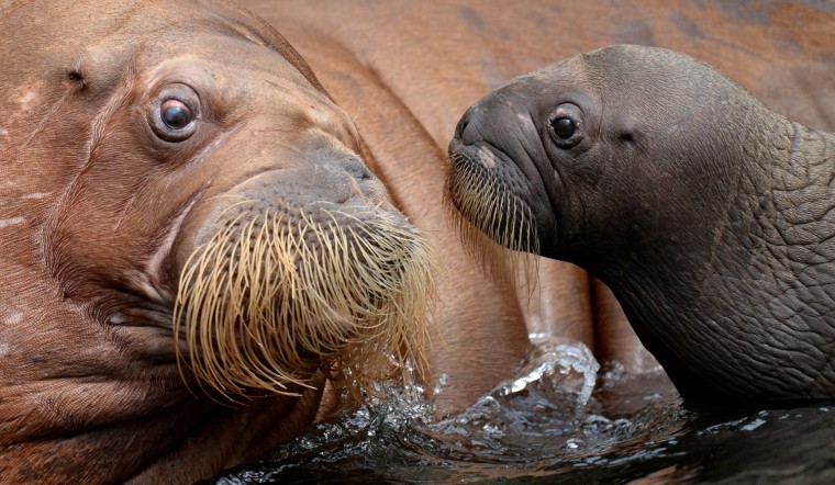 Image: Walrus baby at Hagenbeck zoo