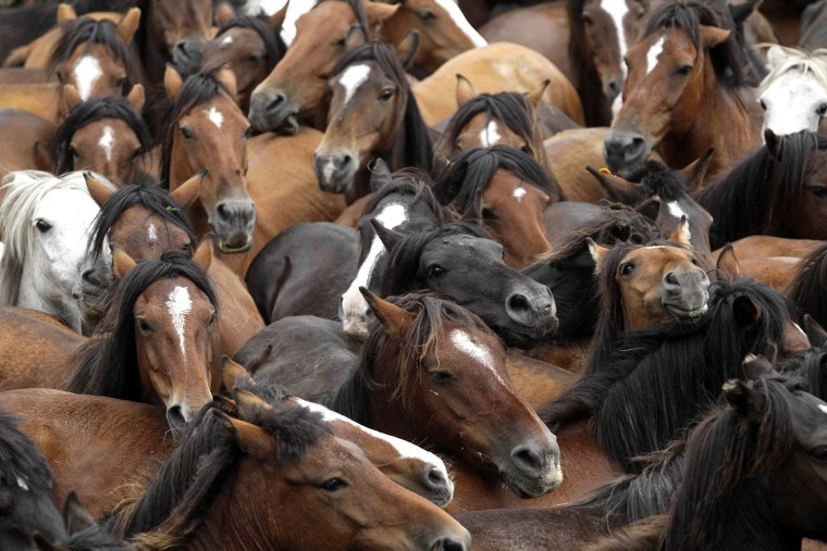 Image: Wild horses gather during the \"Rapa Das Bestas\" traditional event in Sabucedo