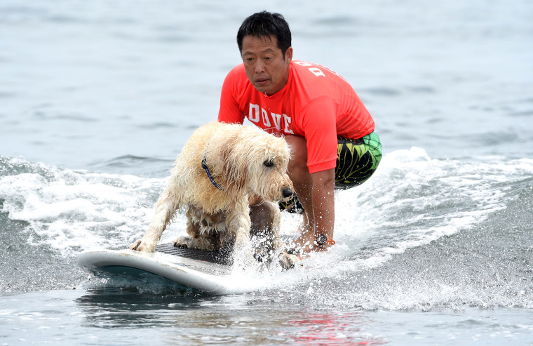 Image: SURFING-JPN-DOG