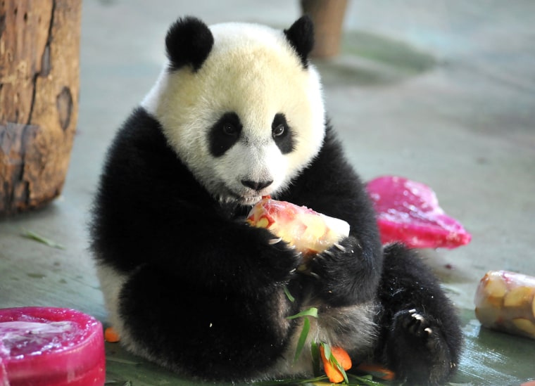 Image: TAIWAN-CHINA-DIPLOMACY-ANIMAL-PANDA