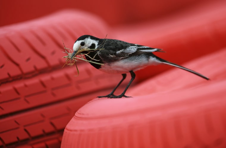 Image: A pied wagtail is seen on a tyre during the final practice session ahead of the British Grand Prix at the Silverstone Race circuit