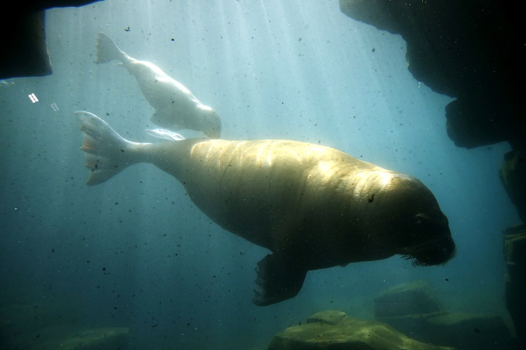 Image: Walrus Dyna and her calf dive in their compound as they are presented to the public in Hamburg