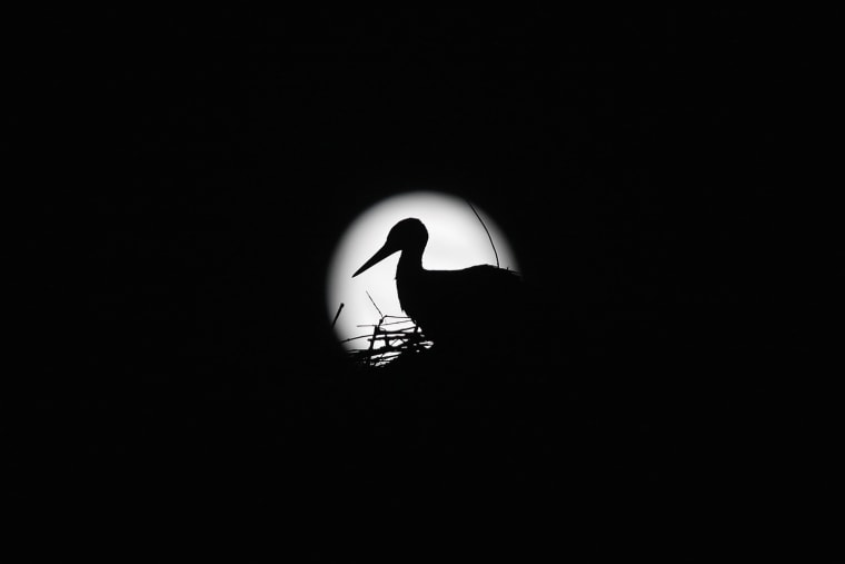 Image: A stork is silhouetted against the Supermoon in its nest in downtown Arriate