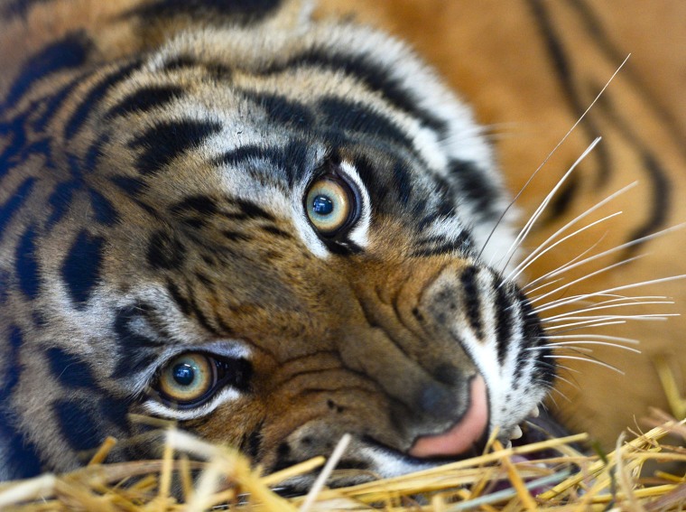 Image: Tigress 'Angela' at the animal shelter in Ruesselsheim