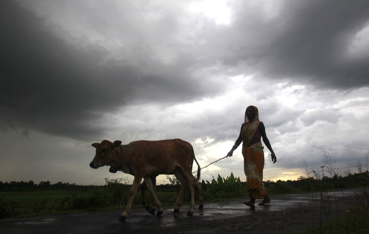 Image: A woman farmer walks with her cattle against the backdrop of monsoon clouds on the outskirts of Agartala