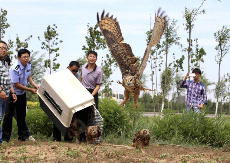 Image: Policemen and volunteers release eagle owls after their recovery from injury, in Cangzhou, Hebei province