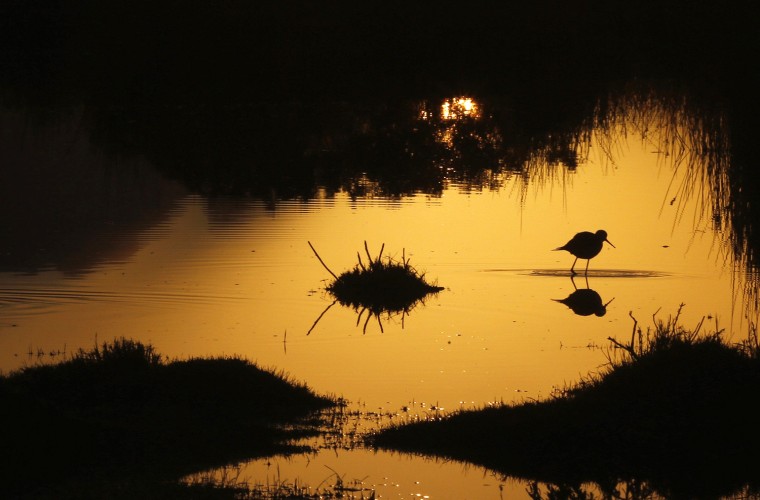 Image: Birds wade through flooded wetlands as the winter sun rises near Cape Town's Khayelitsha township