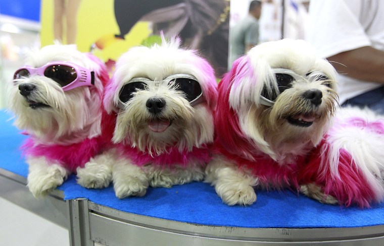 Image: Dogs with sunglasses rest on a table at the 2014 Taipei Pet Show at Nangang Exhibition Hall in Taipei
