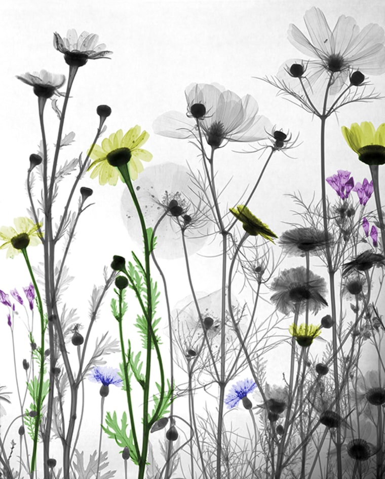 Wildflowers, X-ray