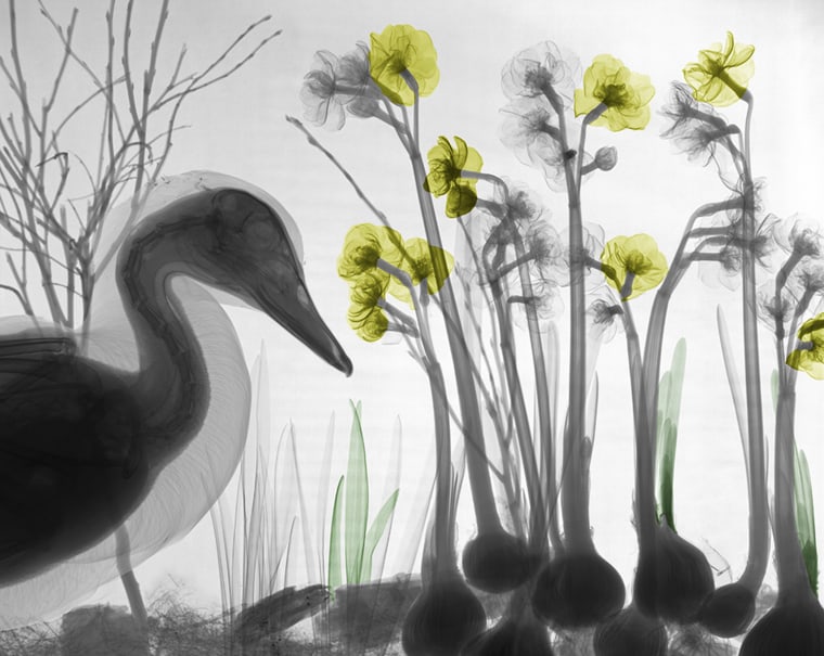Duck and flowers, X-ray