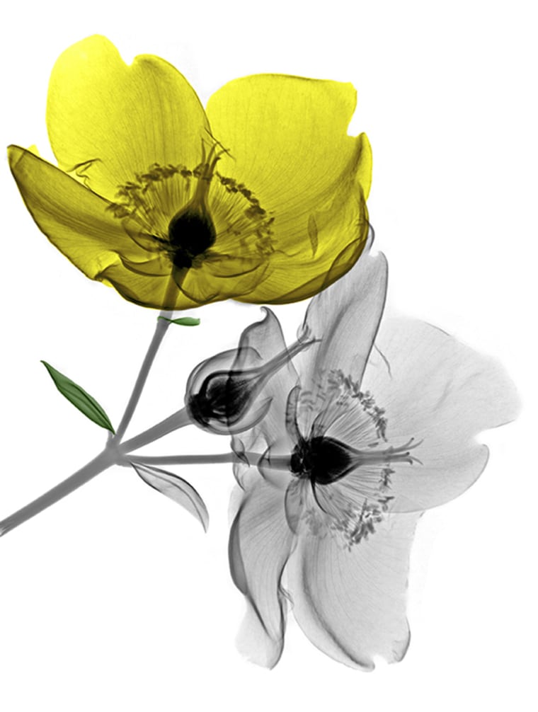Hypericum flowers, X-ray