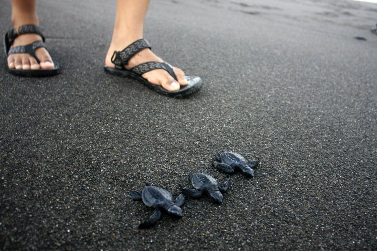 Image: Indonesia Sea Turtles Conservation