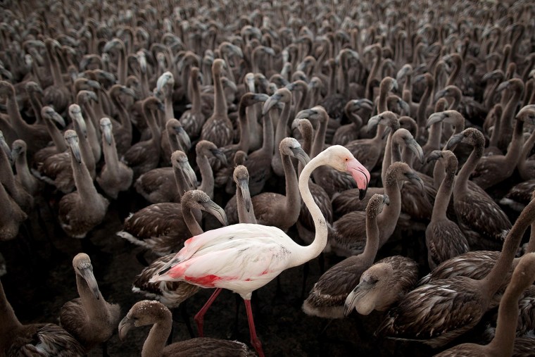 Image: BESTPIX Tagging And Control Operation of Flamingo Chicks