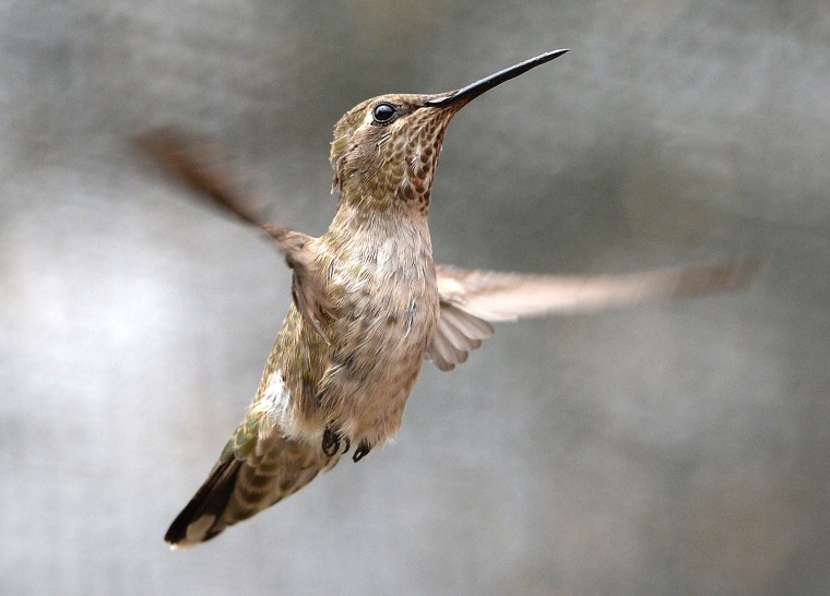Image: US-ANIMALS-HUMMINGBIRDS