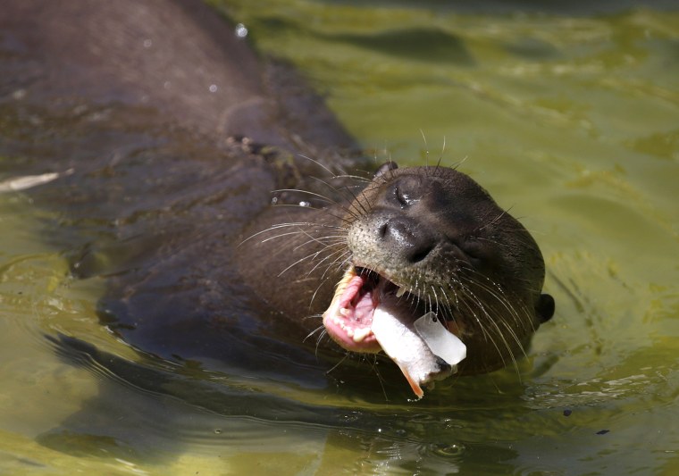 Image: An otter eats frozen fish during a heatwave at Madrid's zoo