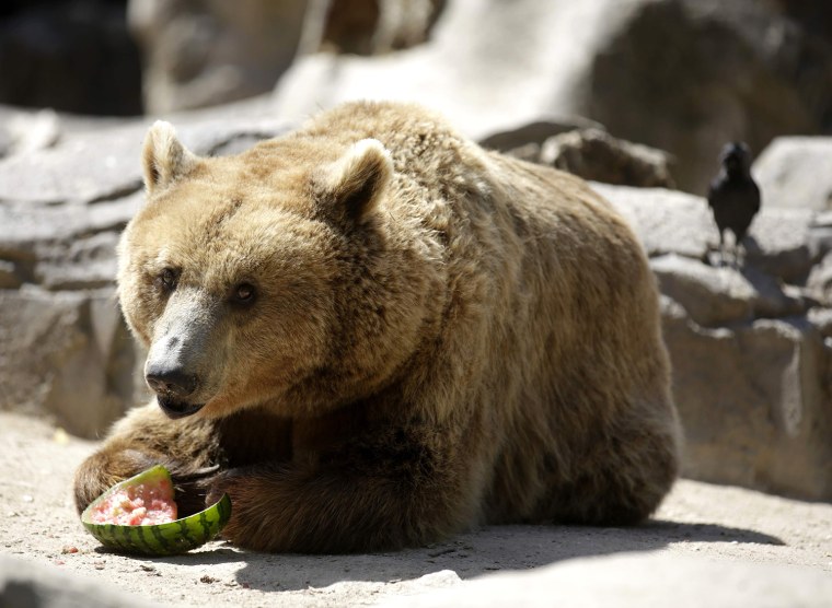 Image: A brown bear eats frozen vegetables and fruits during a heatwave at Madrid's zoo