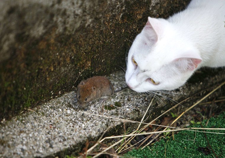 Image: A cat plays with mouse in a courtyard in Medvode