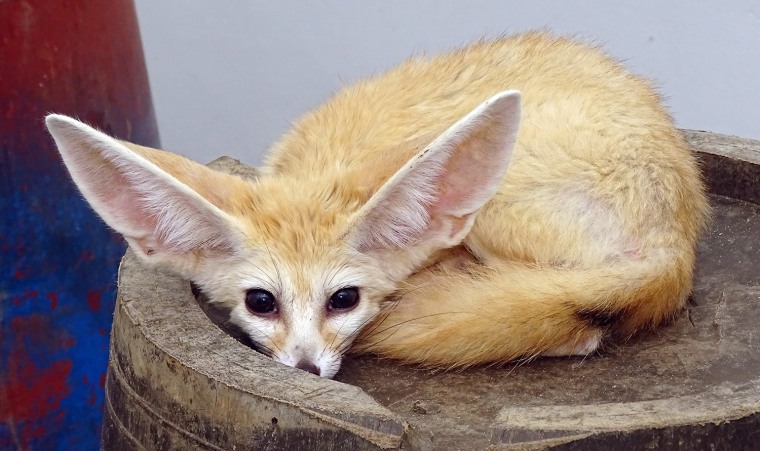 Image: Confiscated desert fox