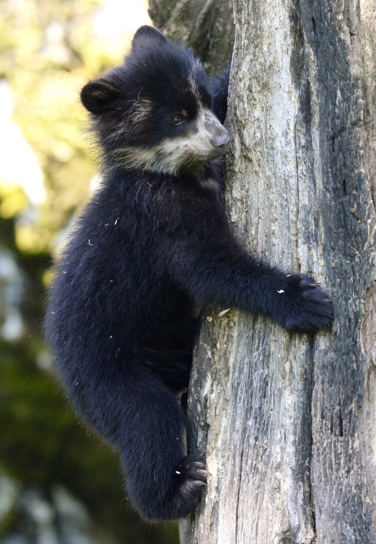 Image: Andean bear offspring at Zurich Zoo