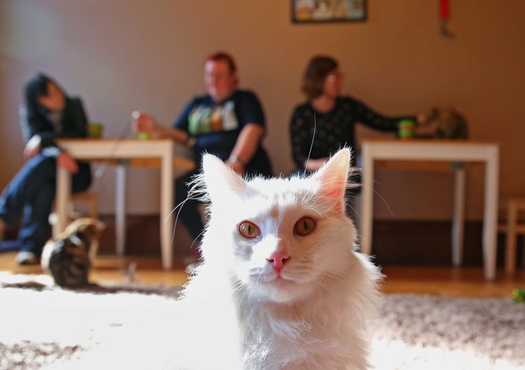 Image: First Australian Cat Cafe Opens In Melbourne