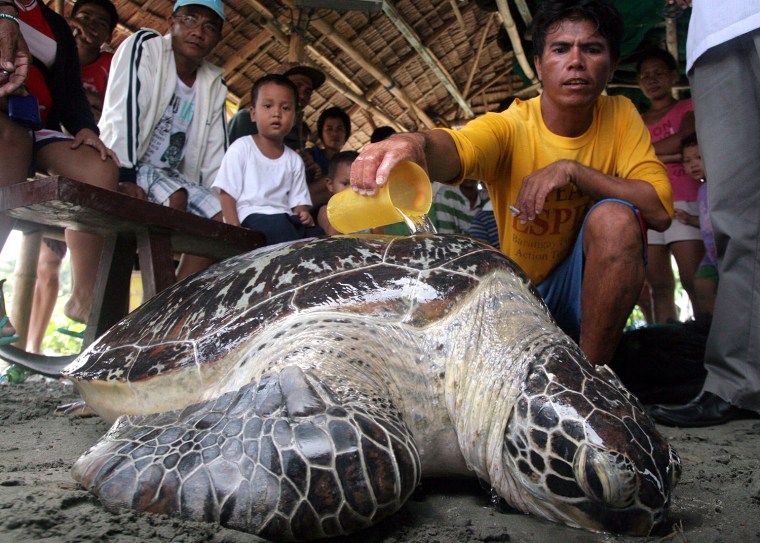 Image: PHILIPPINES-ENVIRONMENT-CONSERVATION-ANIMAL-TURTLE