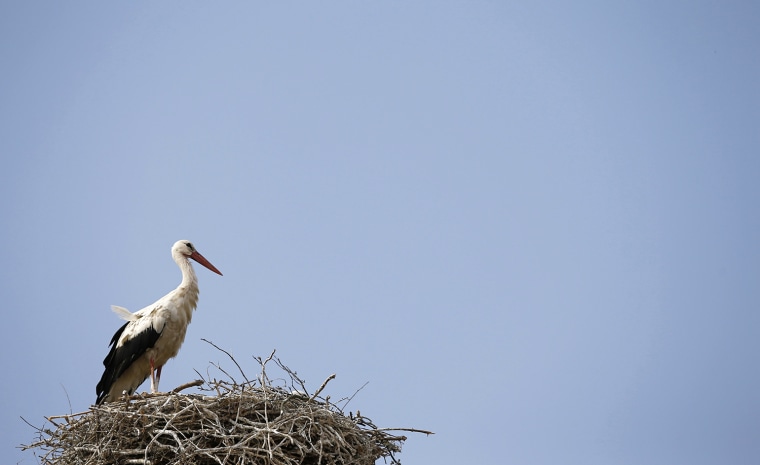 Image: A stork enjoys an sunny afternoon in his nest in the village of Frauenkirchen