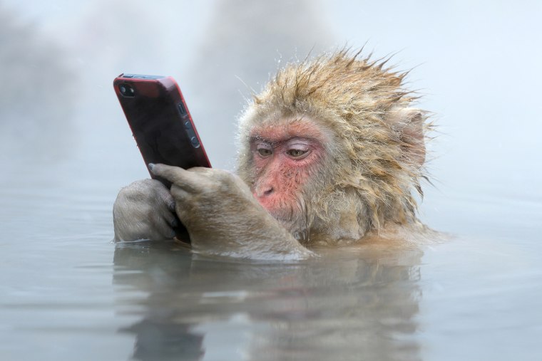 This young Japanese macaque (Macaca fuscata) stole the iPhone of a tourist that wanted to take a closeup shot.
