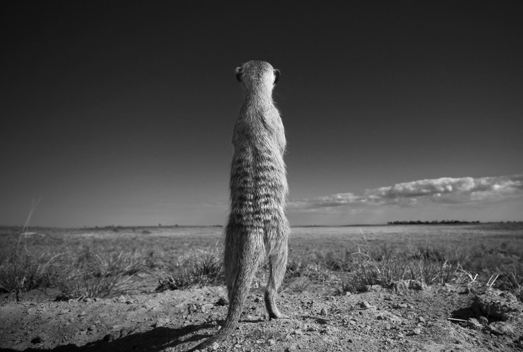 A Meerkat (Suricata suricatta) stands and surveys its territory on the edge of Botswana's Makgadikgadi Pans for danger from predators.