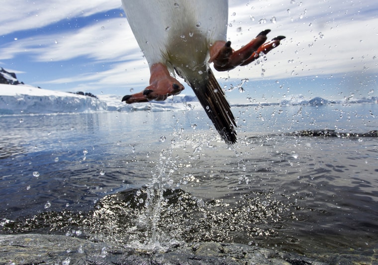 Leaping Gentoo Penguin, Antarctica
