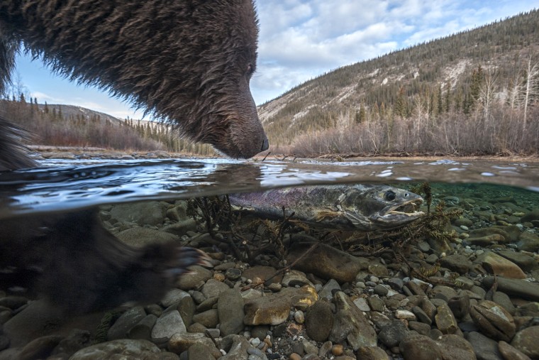 Chum Salmon and Grizzly Bears in Fishing Branch Park, Yukon, Canada. Known as ice bears, because they fish for salmon in early winter and get covered in icicles. Bear Cave Mountain eco-tours. The salmon have migrated over 1500 miles up the Yukon, Porcupine and Fishing Branch River.