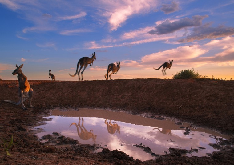 red kangaroos at water hole