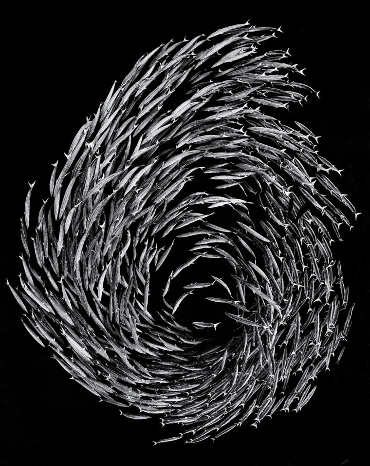 A school of blackfin barracuda (Sphyraena qenie) form the number 6 as they circle in deep water adjacent to a coral reef. Yolanda Reef, Ras Mohammed Marine Park, Sinai, Egypt. Red Sea
Black and white channels conversion allowed me to turn the background b