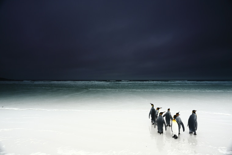 King penguin
Falkland Islands, Volunteer Point
A group of king penguins wandering on the beach, hesitating to go at sea on a very dark day. A Grad neutral density filter was used for this picture to keep the dynamic of the colors, ranging from the darkness of the thick clouds to the very white beach with reflections on the water.
