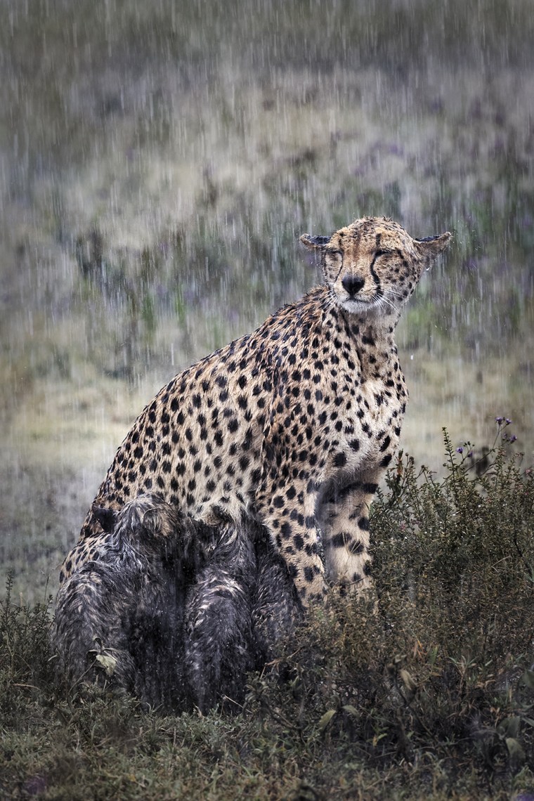 Cheetah mother with five small cubs that try to shelter from heavy rain under the short hair. To note the great calm of the mother, sign of al lot of experience.
Serengeti NP _ Tanzania
Vulnerable in IUCN Red List
Post production :
tonal value - highlight shadow-sharpness