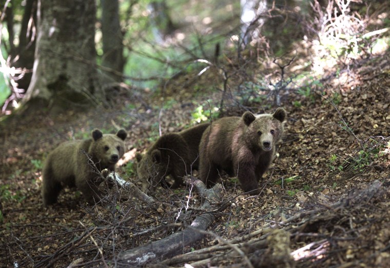 Image: Three brown bears cubs are pictured after they were transported to a wildlife enclosure in Kosovo