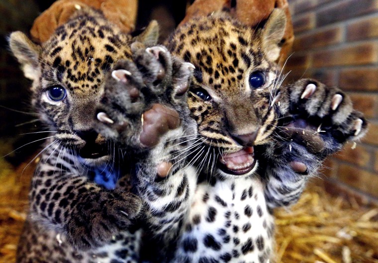 Image: Two unnamed female Sri Lankan baby leopards are seen in a zoo in Maubeuge