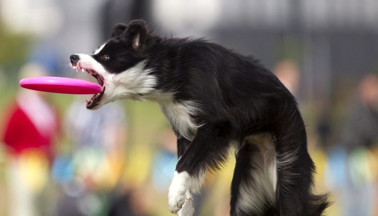 Image: 'Disc-Dog' European and World Championships in Vitoria