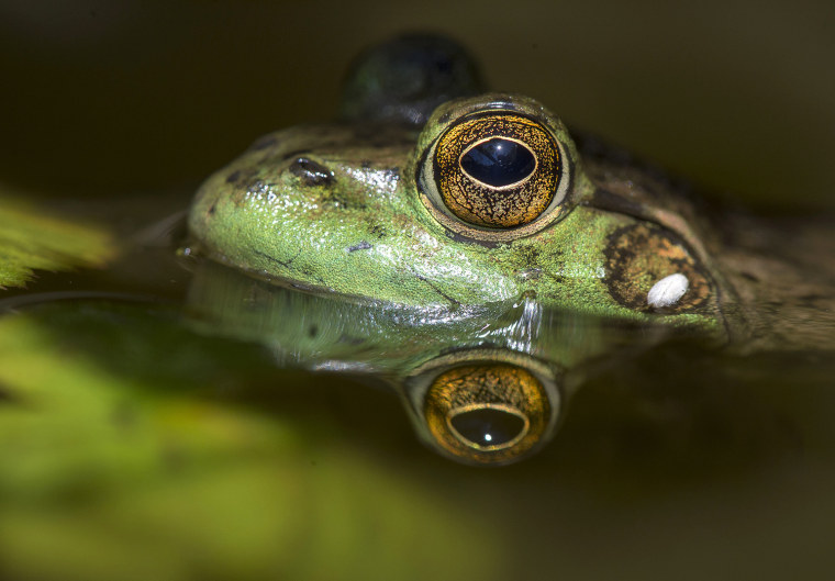 Image: Lazy Bullfrog