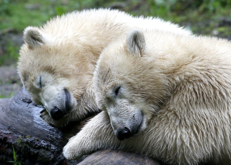 Image: GERMANY-ANIMALS-ZOO-POLAR BEAR