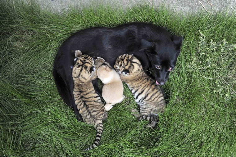 Image: A femal dog feeds two-day-old tiger cubs and her puppy at a zoo in Hefei