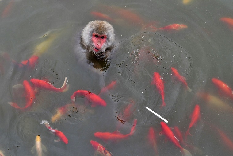 Image: A monkey chews ice-cream in a pond surrounded by carps at a zoo in Hefei