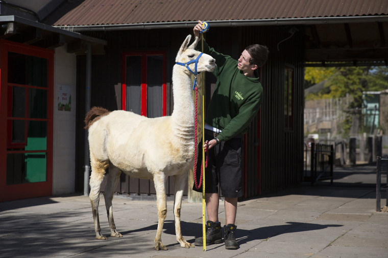 Image: London Zoo Staff Conduct Their Annual Weigh In For the Animals