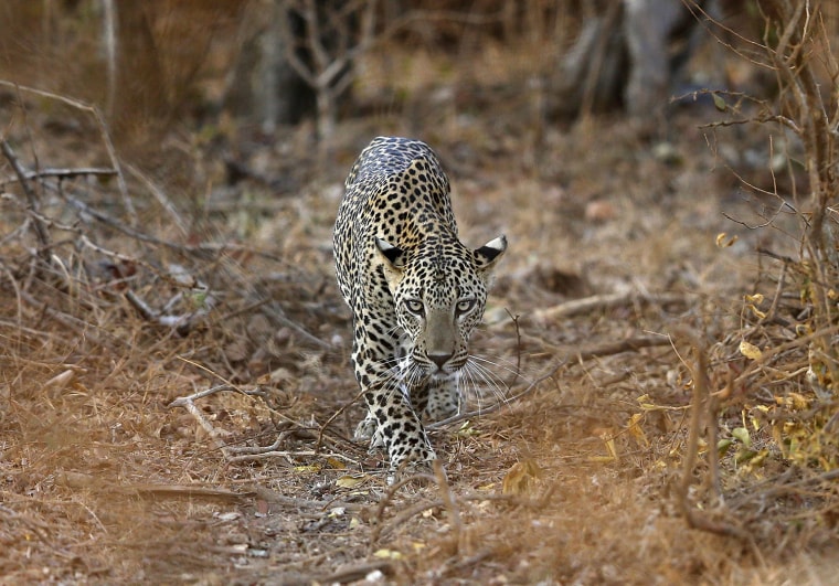 Image: A leopard walks towards a lagoon at Yala National Park