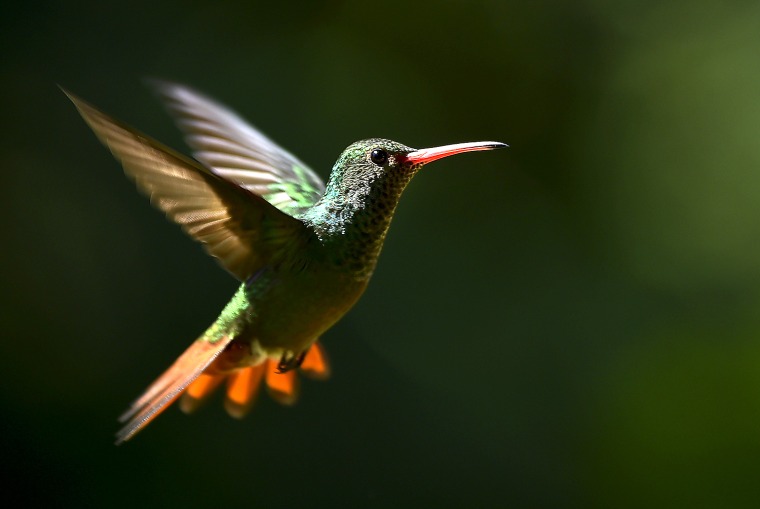 Image: COLOMBIA-ANIMALS-FEATURE-HUMMINGBIRD