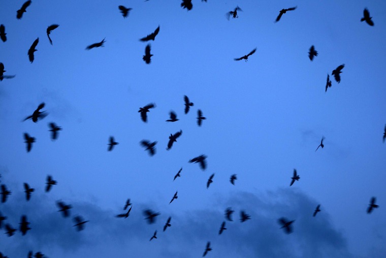 Image: A flock of birds flies over Biscayne Bay at sunset in Miami