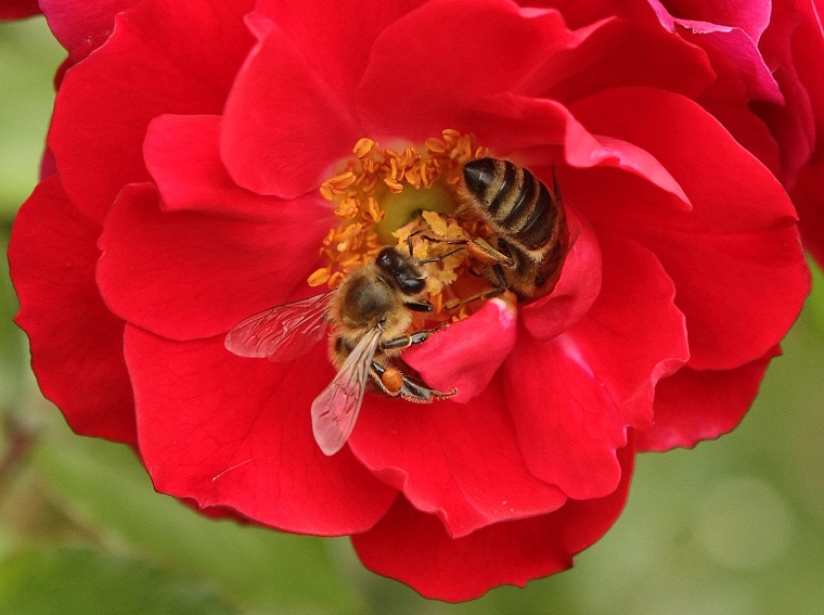 Image: Honeybees collect nectar in a rose garden in Vienna